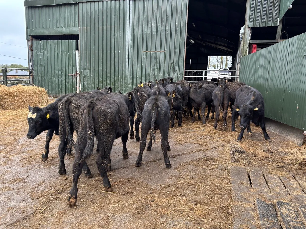 20 super Angus yearling heifers - Image 2