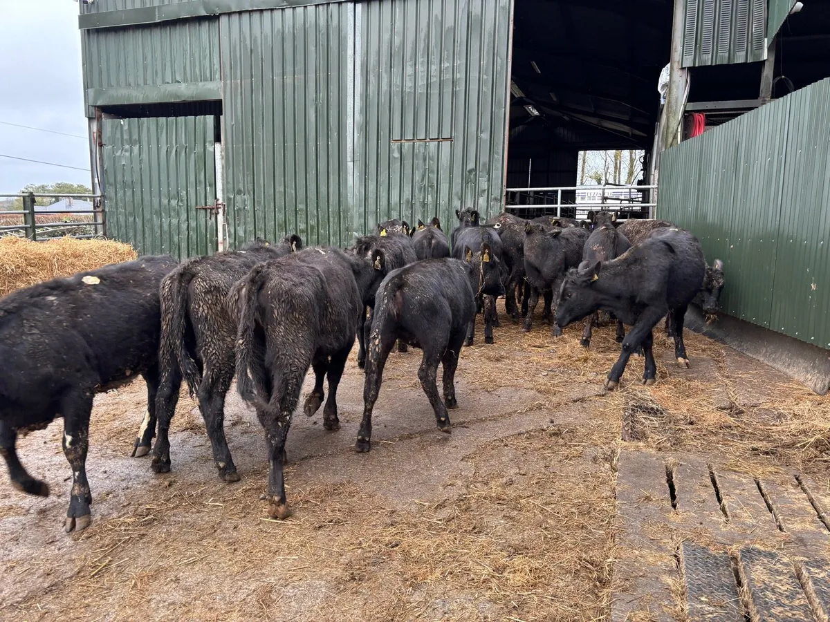 20 super Angus yearling heifers - Image 1