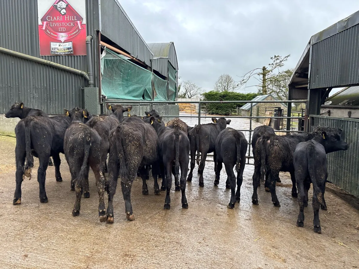 20 super Angus yearling heifers - Image 4