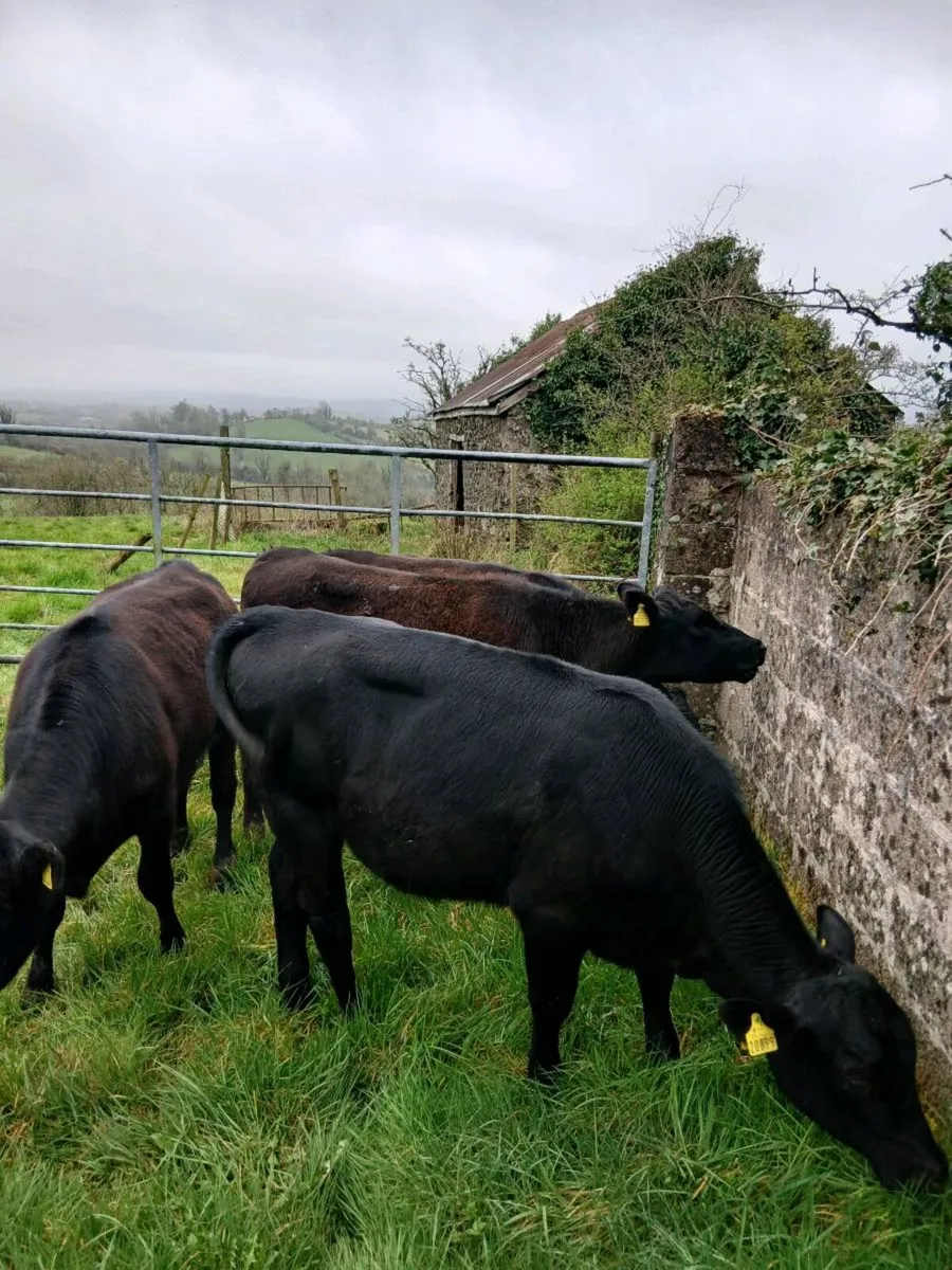 Value Angus Outliers - Image 1