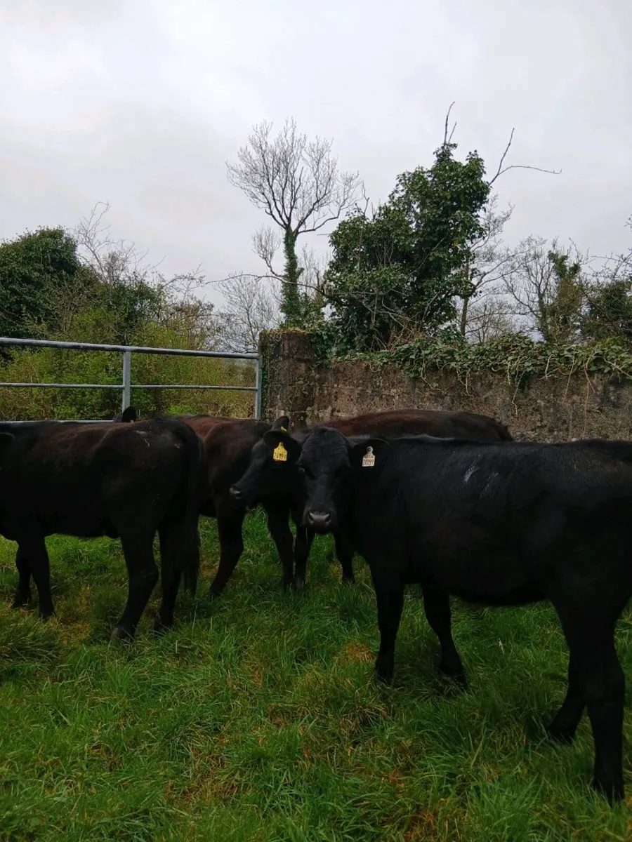 Value Angus Outliers - Image 2