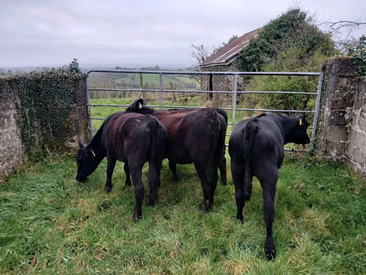 Value Angus Outliers - Image 3