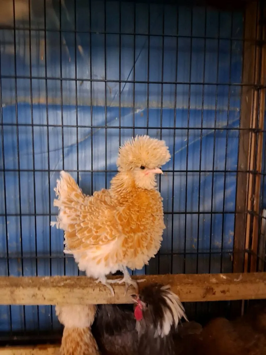 Polish & Silkie poultry and eggs - Image 2