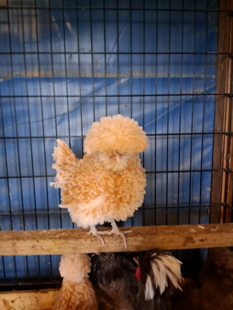 Polish & Silkie poultry and eggs - Image 1