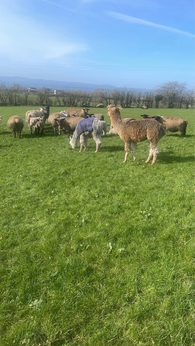 Flock protection by alpacas - Image 1