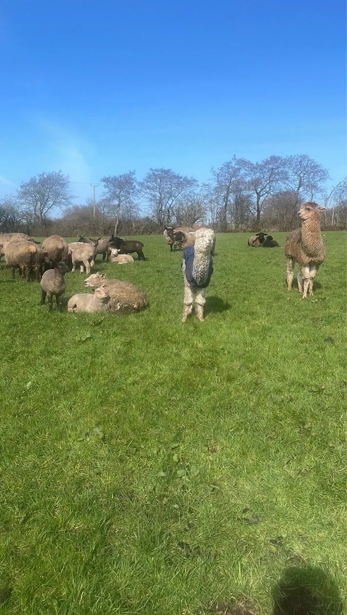 Flock protection by alpacas - Image 2