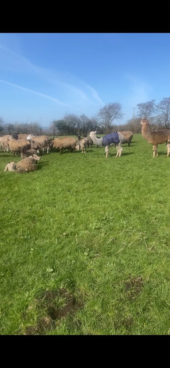 Flock protection by alpacas - Image 4