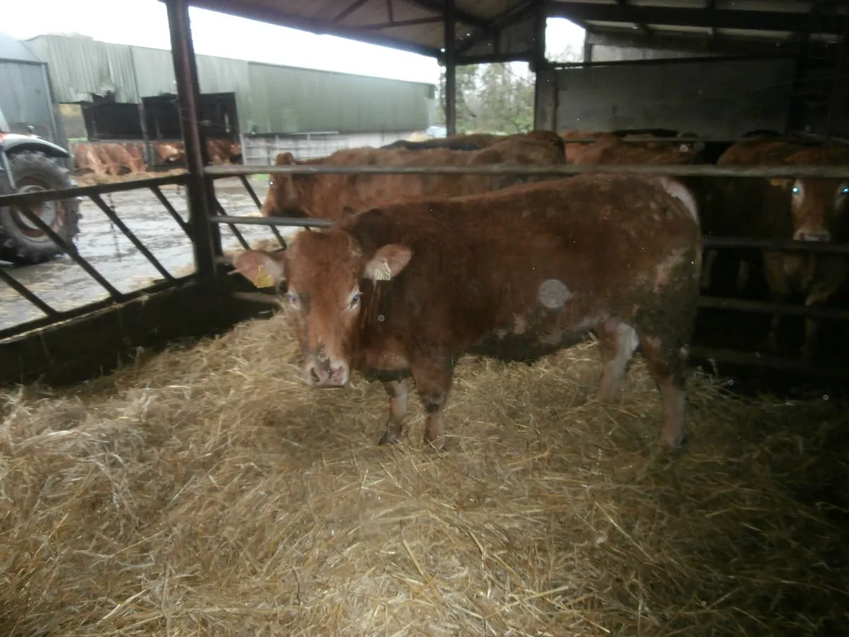 cow  with  calf - Image 2
