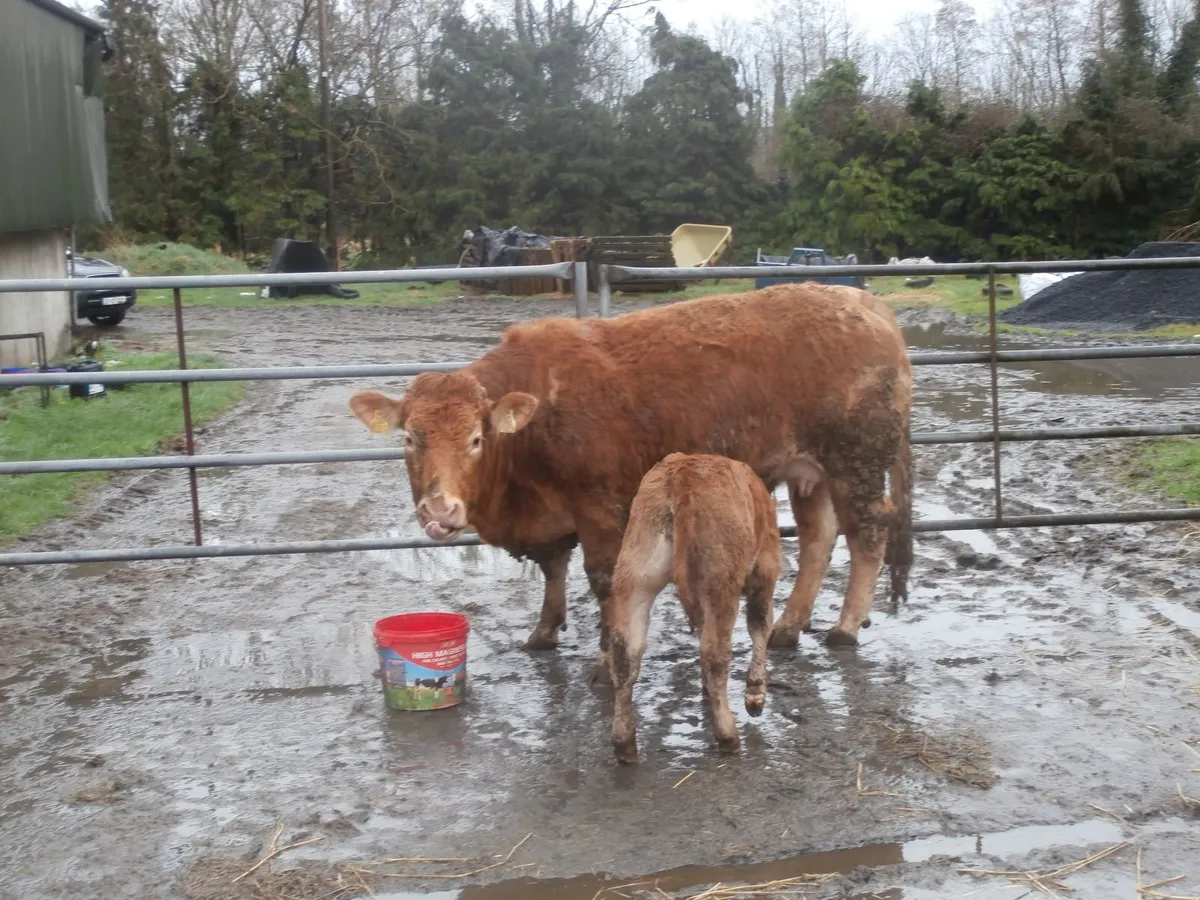 cow  with  calf - Image 3