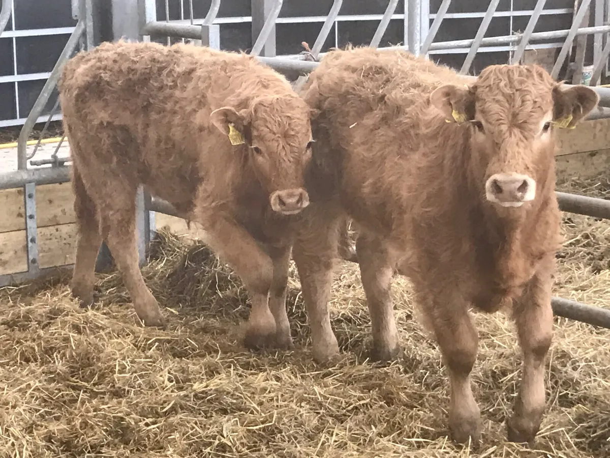 ❌ DEAL OF THE WEEK ❌ - Image 1