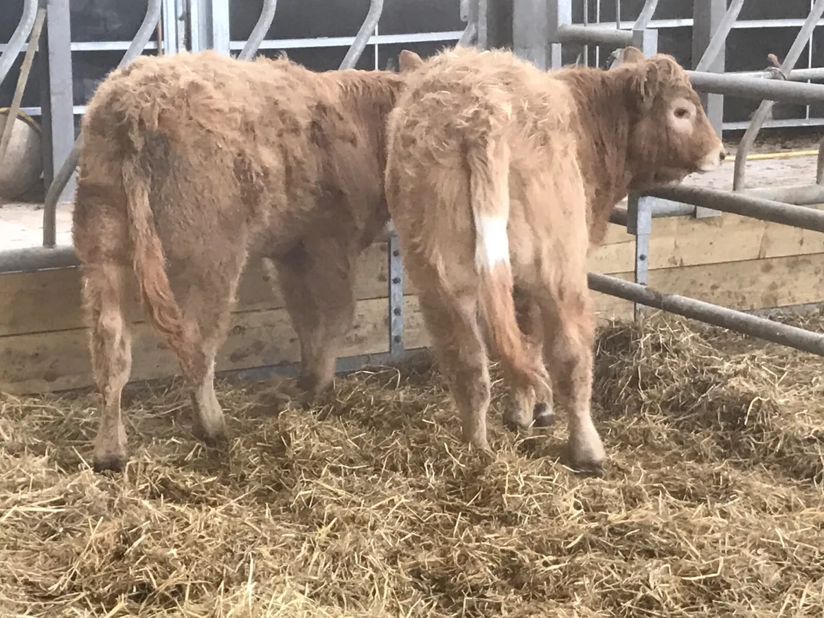 ❌ DEAL OF THE WEEK ❌ - Image 3