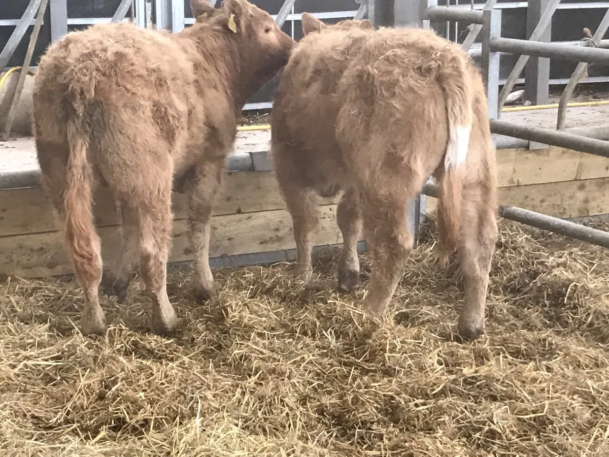 ❌ DEAL OF THE WEEK ❌ - Image 4