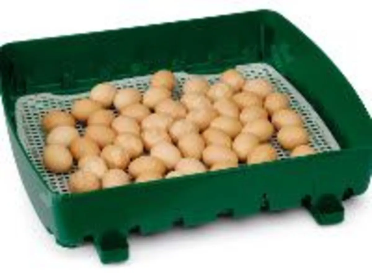 Incubator Shop Ireland - Brinsea - River - Borotto - Image 3