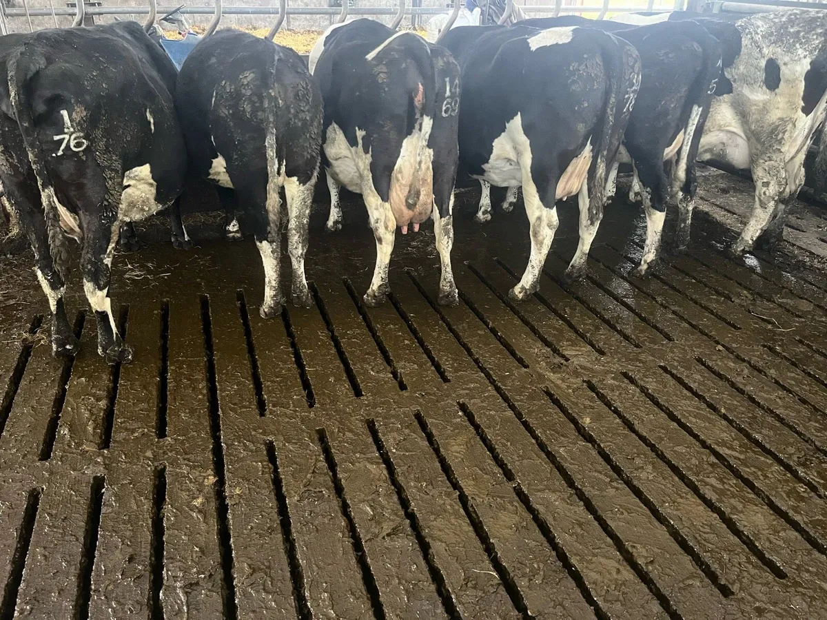 Springing cows - Image 1