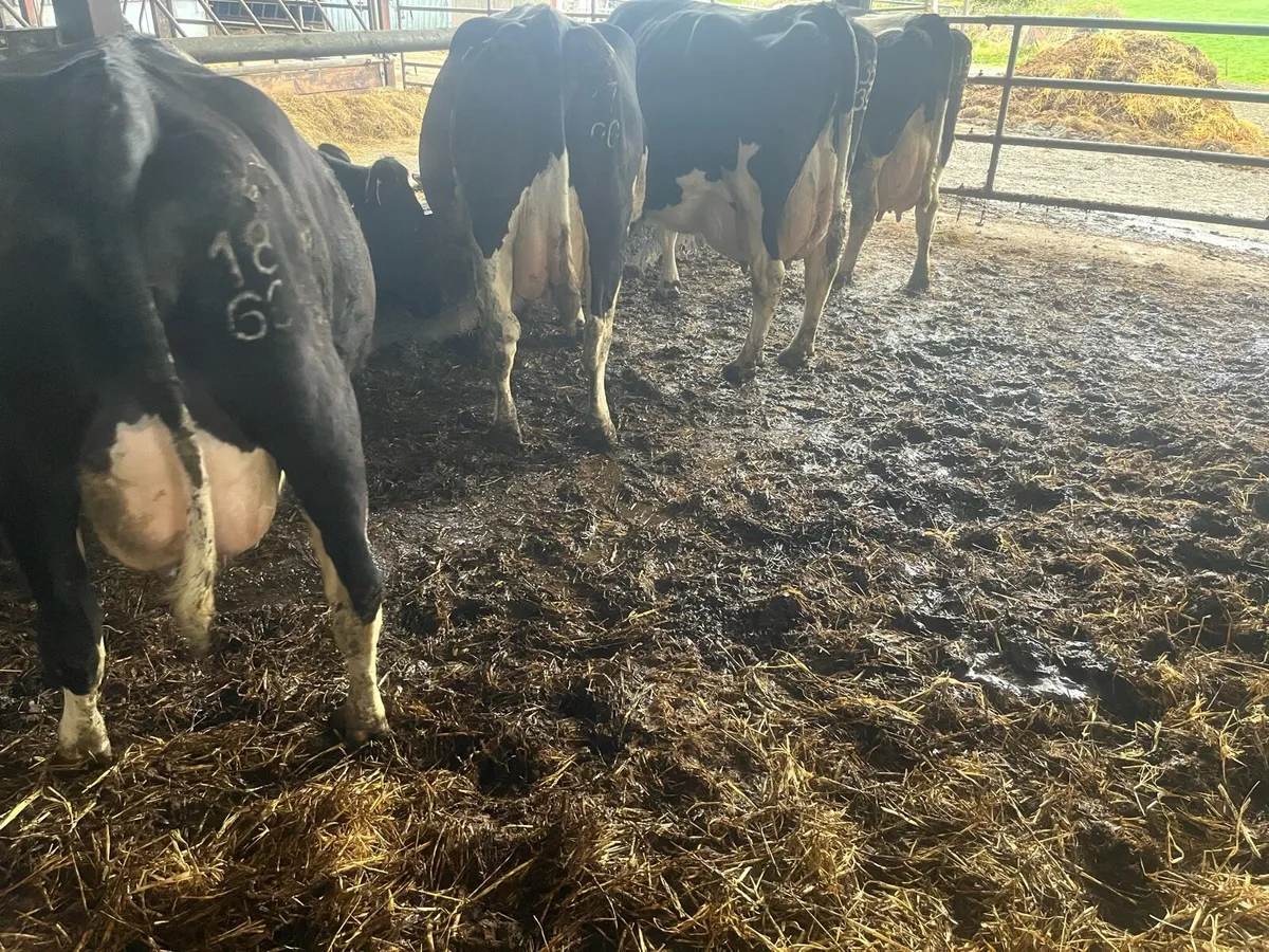 Springing cows - Image 2