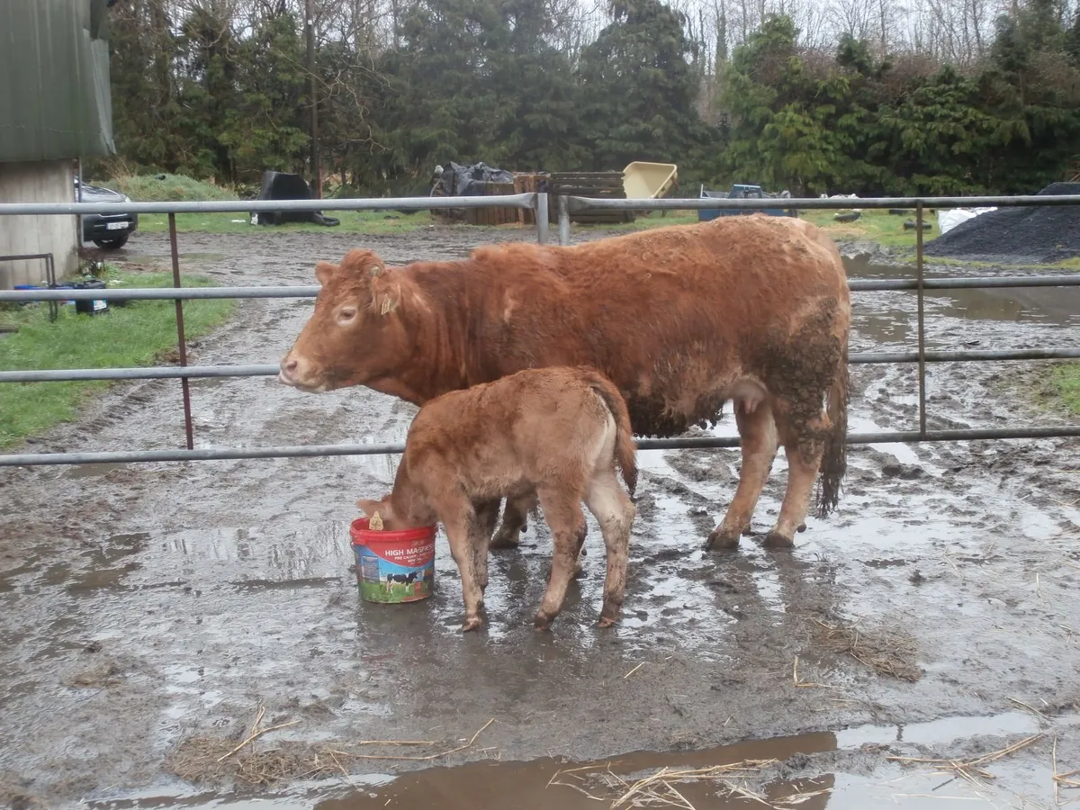 cow  with  calf - Image 1