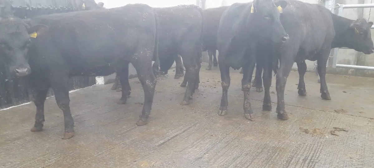 7 Super 370 kilo Angus heifers For sale - Image 1