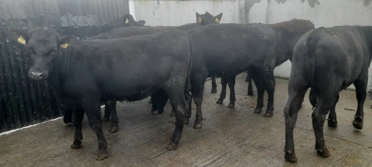 7 Super 370 kilo Angus heifers For sale - Image 2