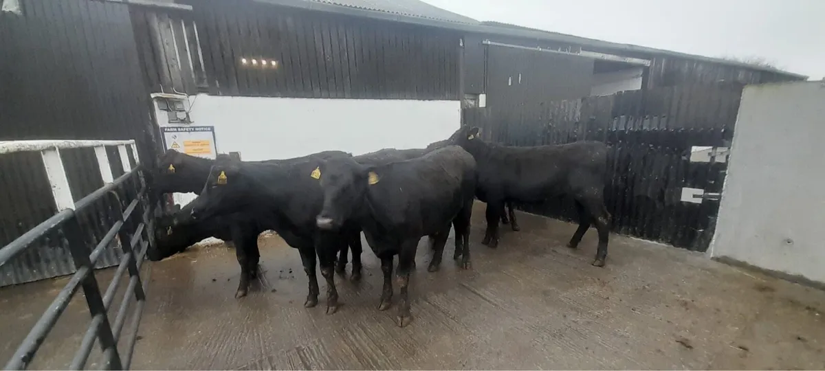 7 Super 370 kilo Angus heifers For sale - Image 3