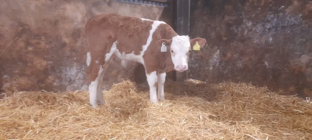 1 Super 2 month old Charolais Bull calf For sale - Image 2
