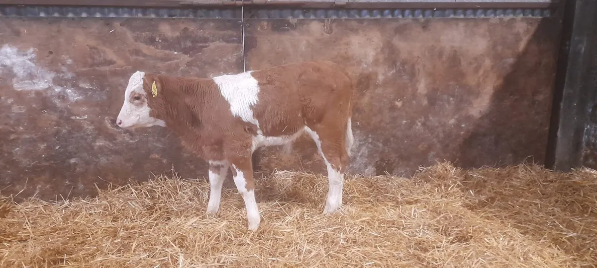 1 Super 2 month old Charolais Bull calf For sale - Image 1