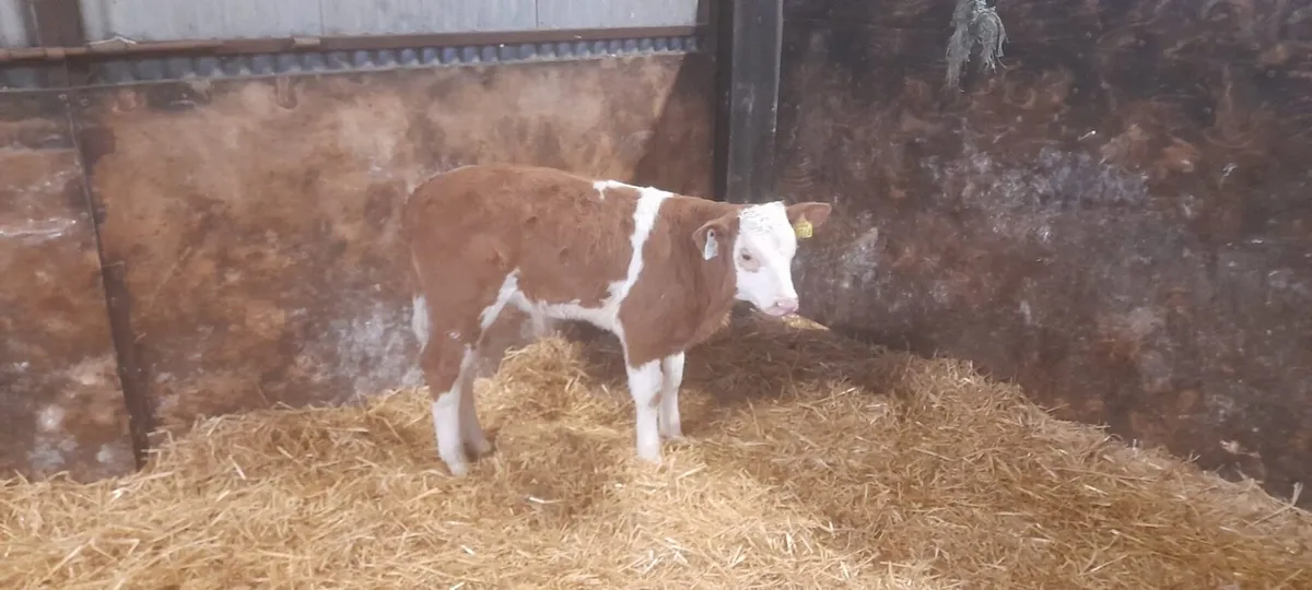 1 Super 2 month old Charolais Bull calf For sale - Image 4