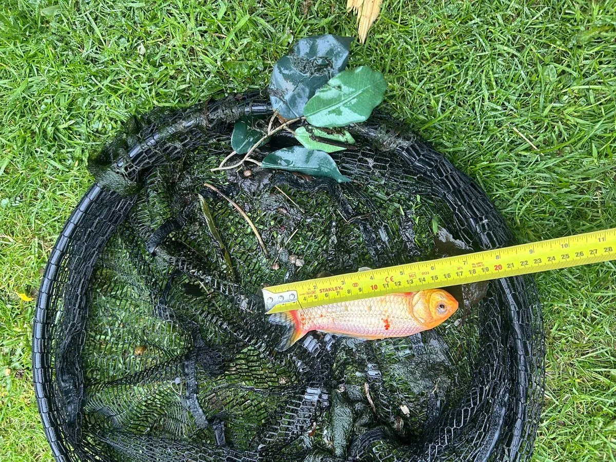 Pond fish - Image 3