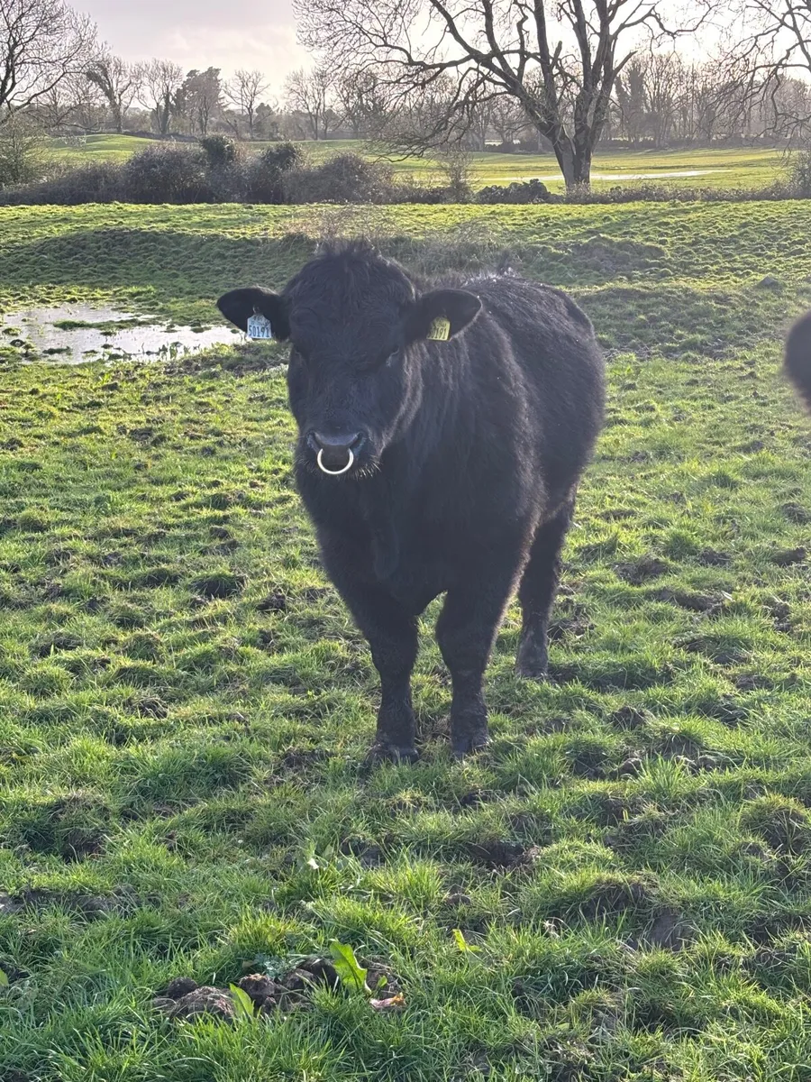 Purebred Aberdeen Angus Bull - Image 1