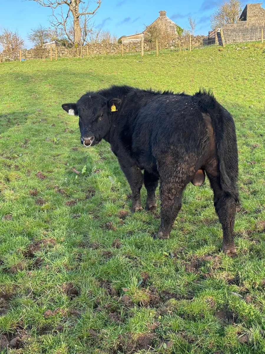 Purebred Aberdeen Angus Bull - Image 4
