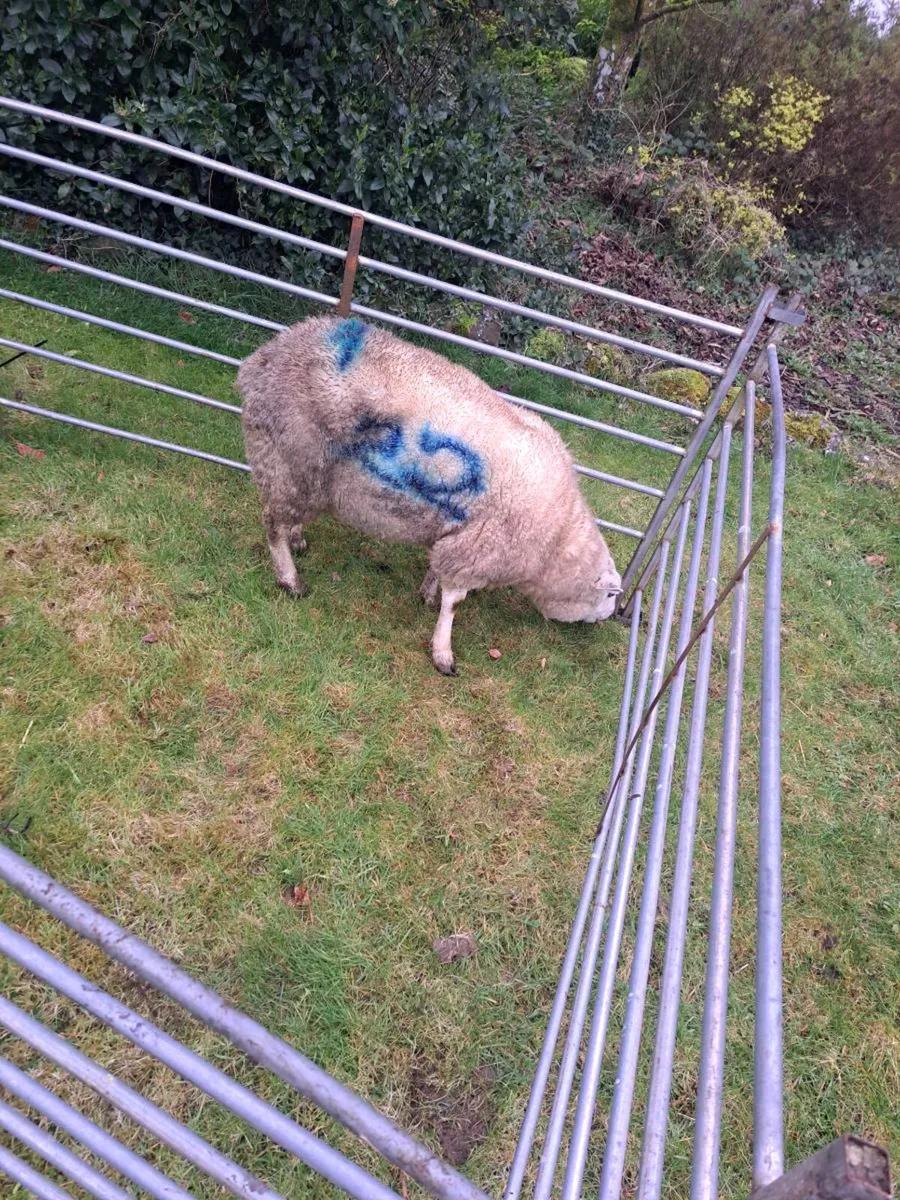 Foster ewe - Image 3