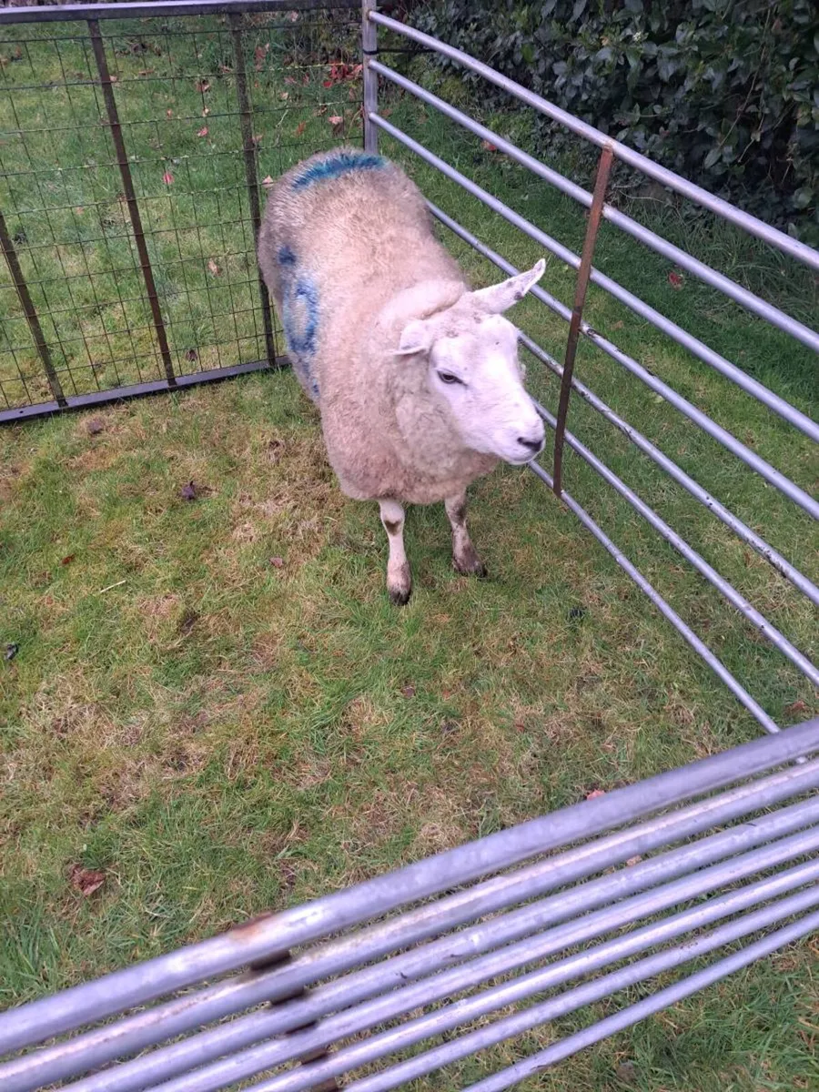 Foster ewe - Image 1