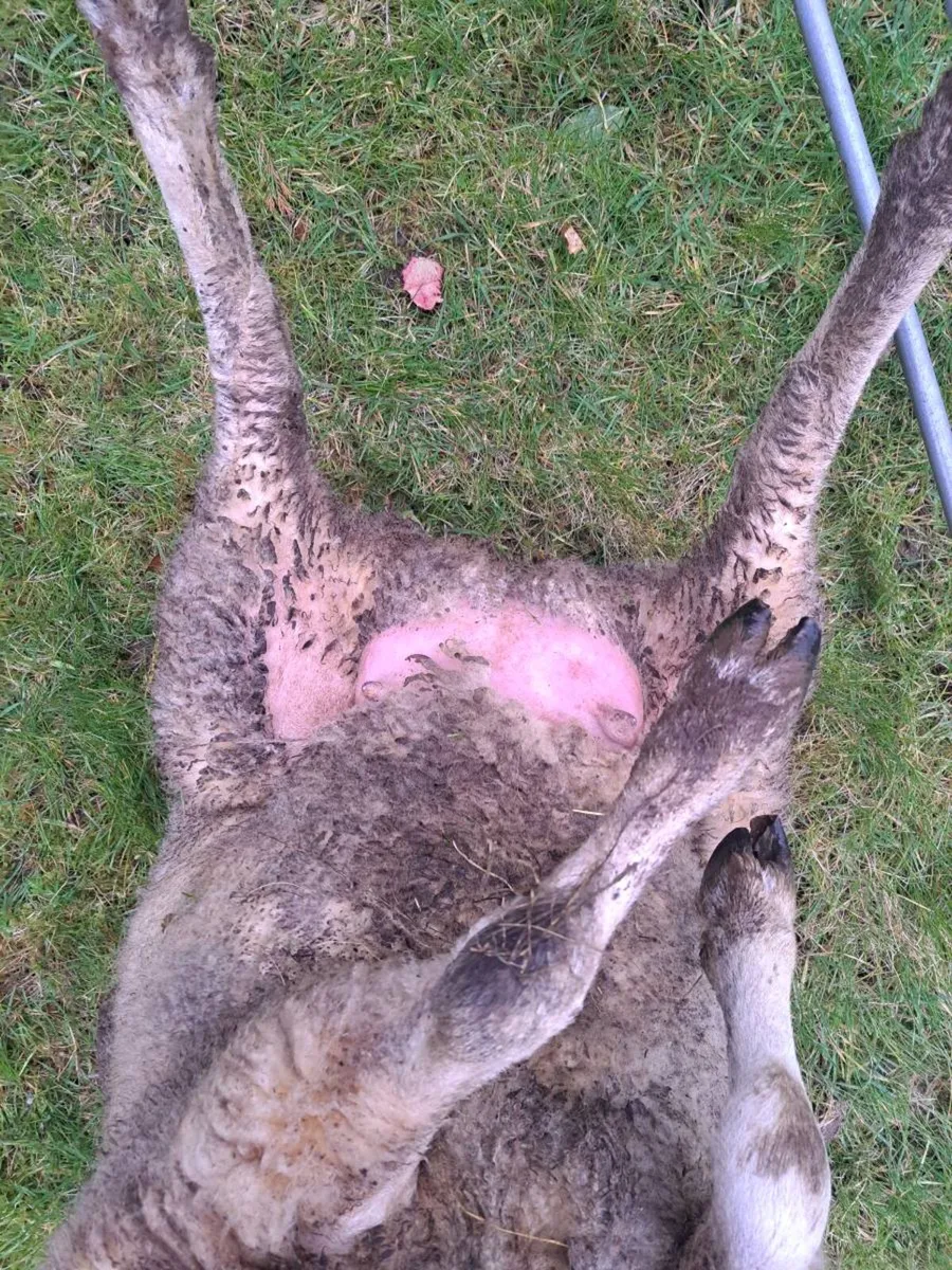 Foster ewe - Image 2