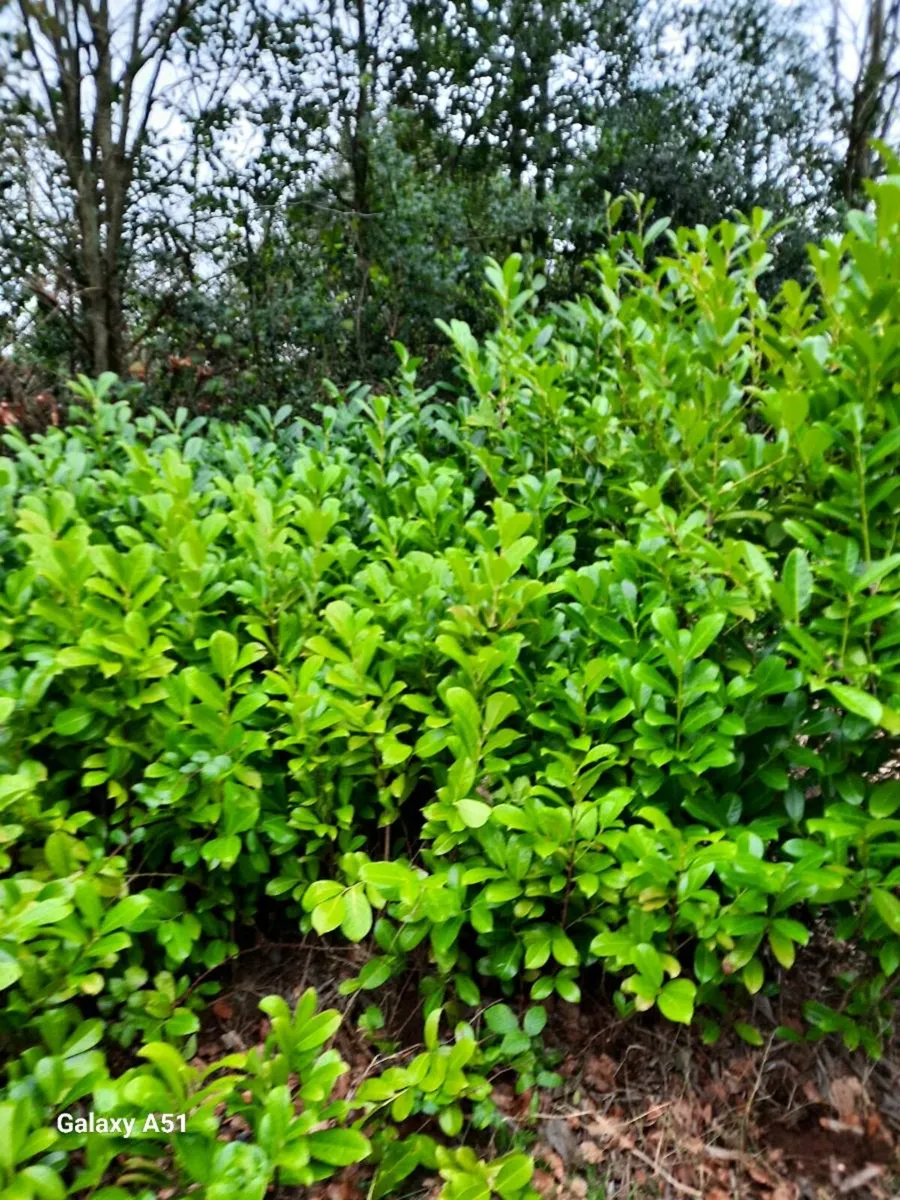 Laurel hedging - Image 1