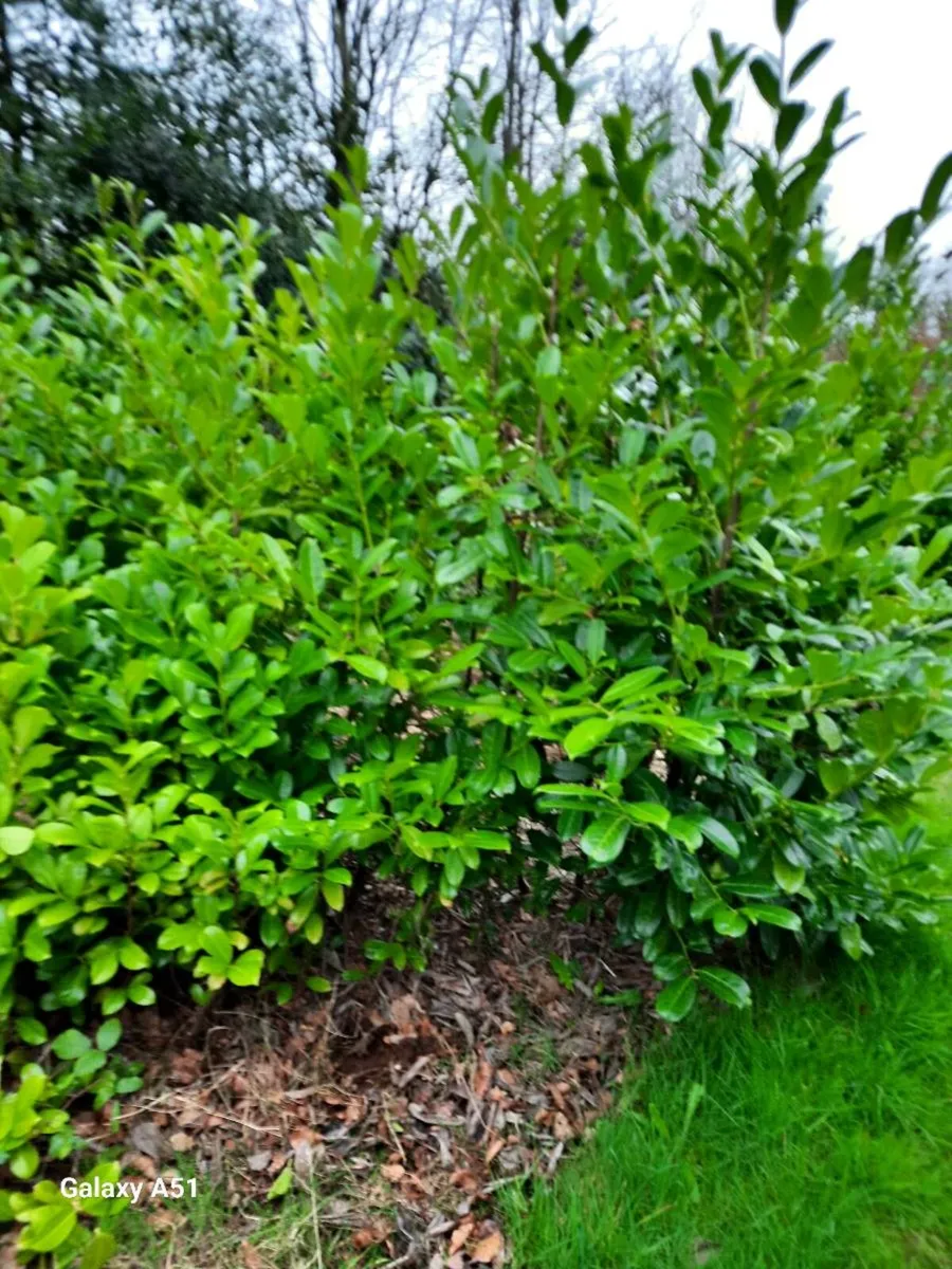 Laurel hedging - Image 2