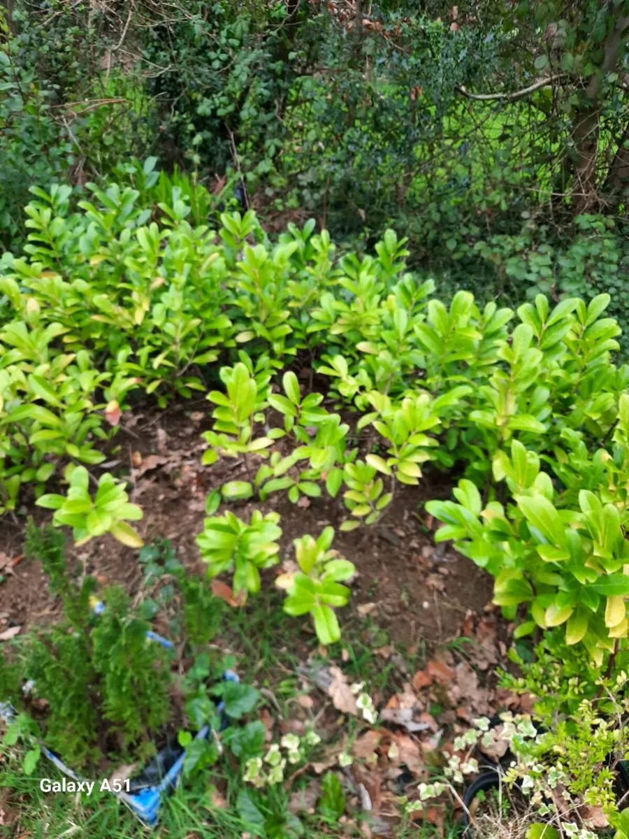Laurel hedging - Image 3