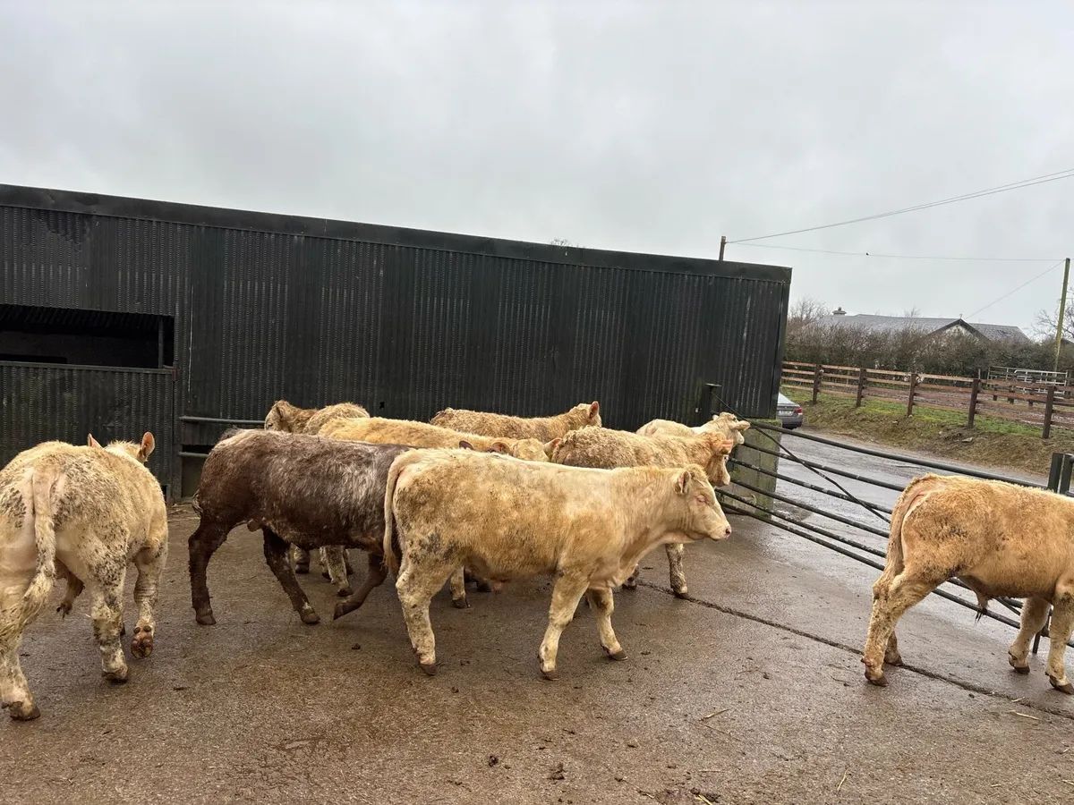 14 super 380 kg charlaois bullocks - Image 1