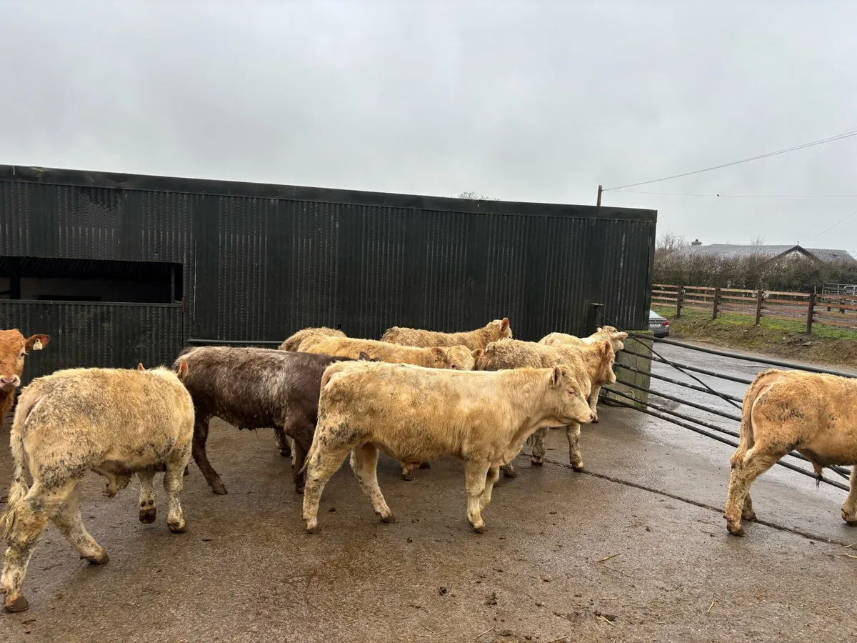 14 super 380 kg charlaois bullocks - Image 4