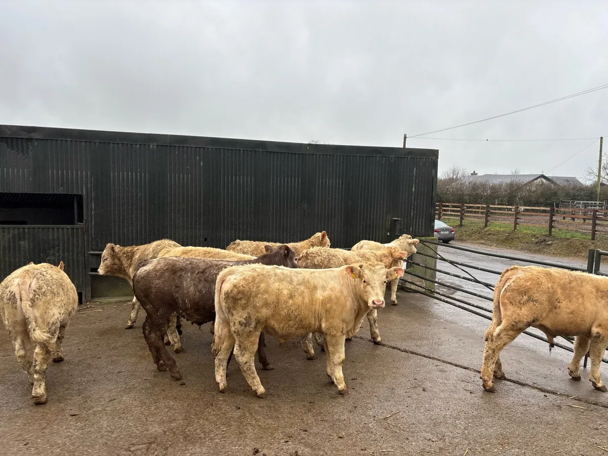 14 super 380 kg charlaois bullocks - Image 2