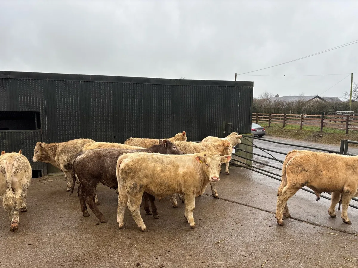 14 super 380 kg charlaois bullocks - Image 3
