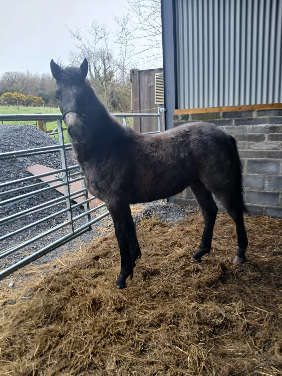 Connemara Foal - Image 2
