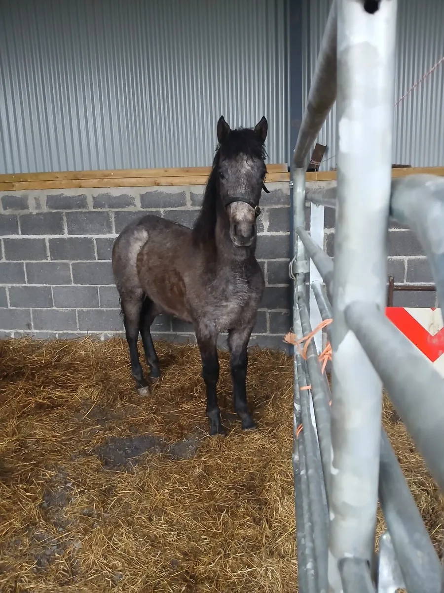 Connemara Foal - Image 3