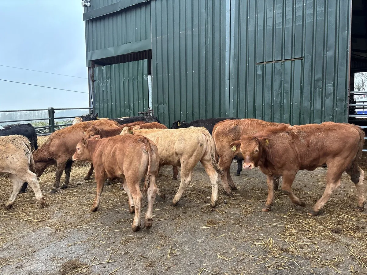 16 super suckler bred continental heifers - Image 1