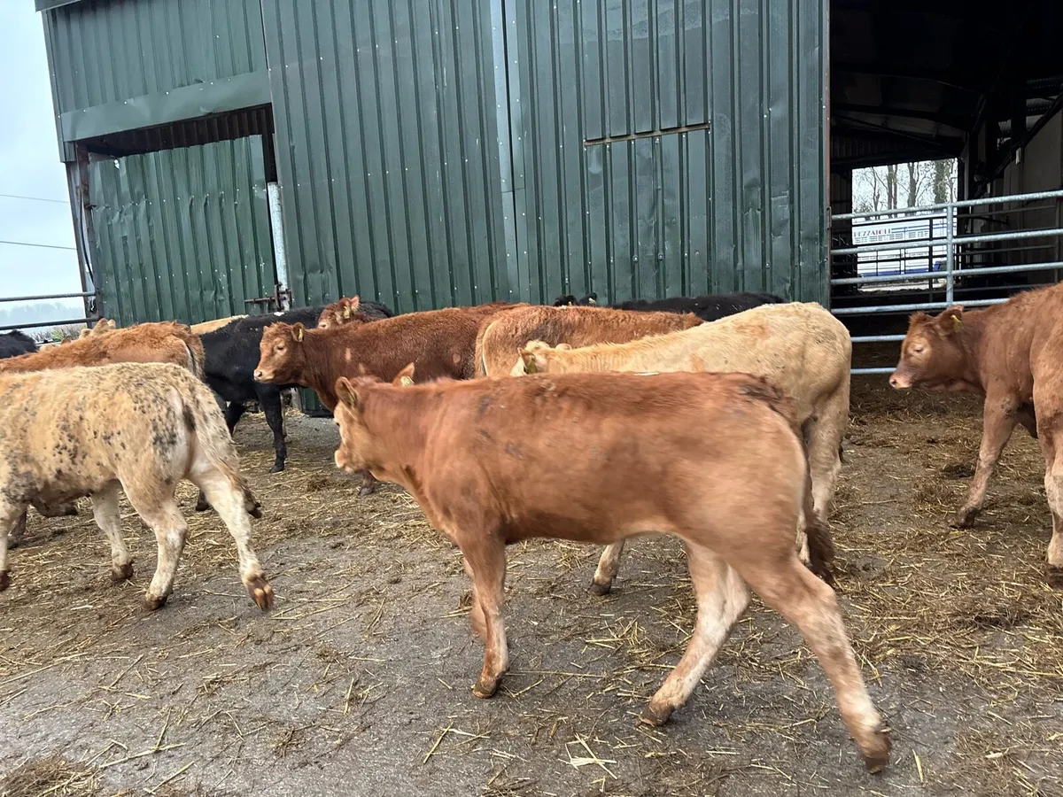 16 super suckler bred continental heifers - Image 3