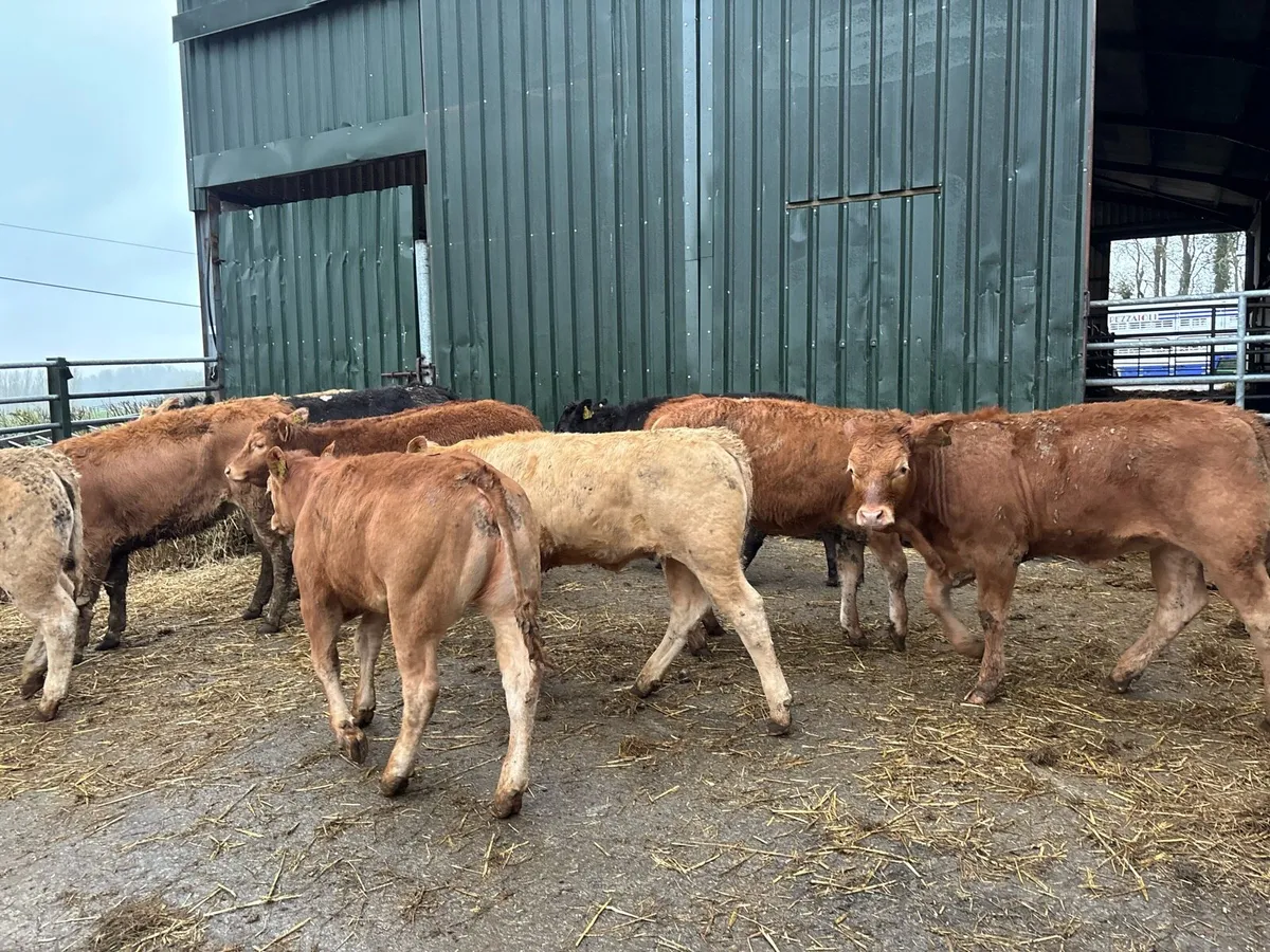 16 super suckler bred continental heifers - Image 4