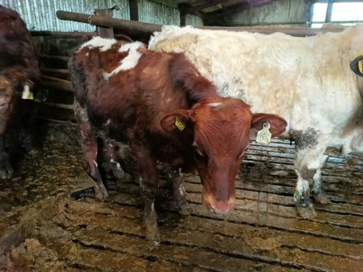 Organic dairy shorthorn bull - Image 3
