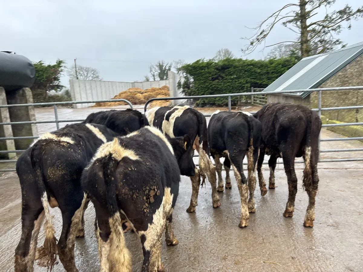 8 proper British Frisian bullocks - Image 1