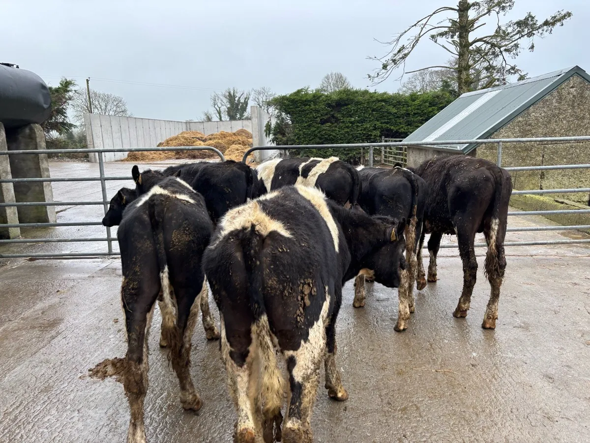 8 proper British Frisian bullocks - Image 2