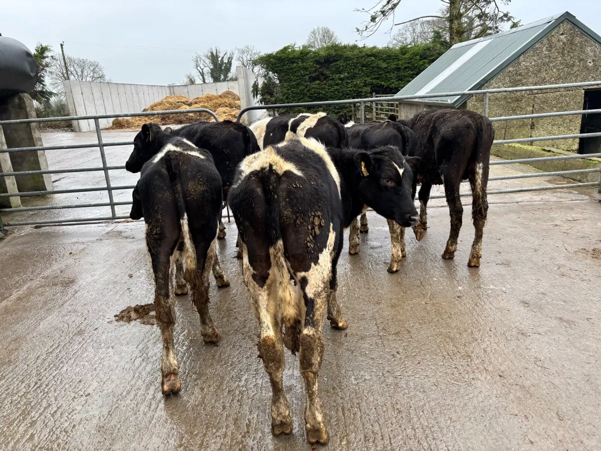 8 proper British Frisian bullocks - Image 3