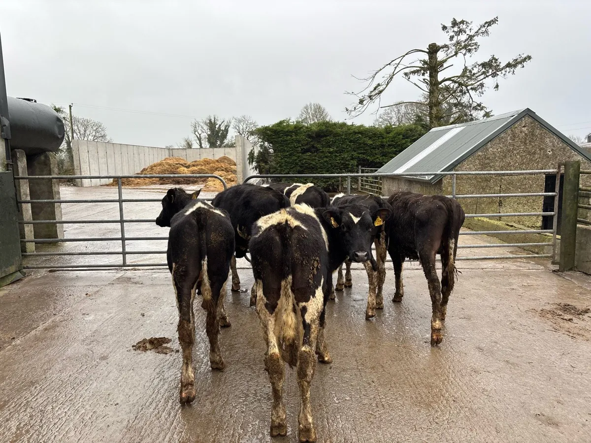 8 proper British Frisian bullocks - Image 4