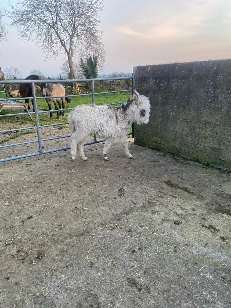 Filly donkey - Image 2